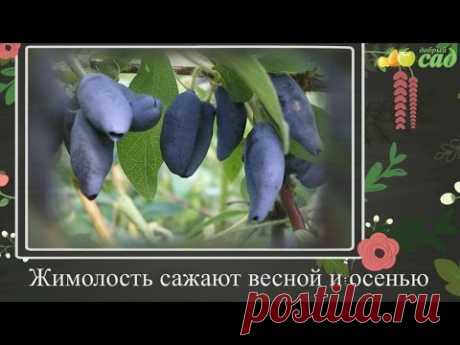 Посадка жимолости - как правильно посадить жимолость