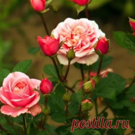 Готовим розы к зиме! 13 полезных советов для садоводов...