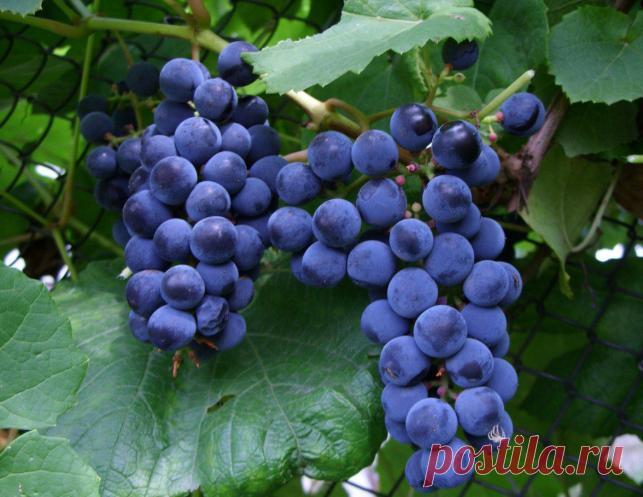 Как ухаживать за молодым виноградом » Женский Мир