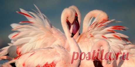 флора и фауна танзании – Google Поиск