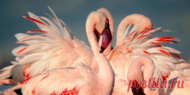 флора и фауна танзании – Google Поиск