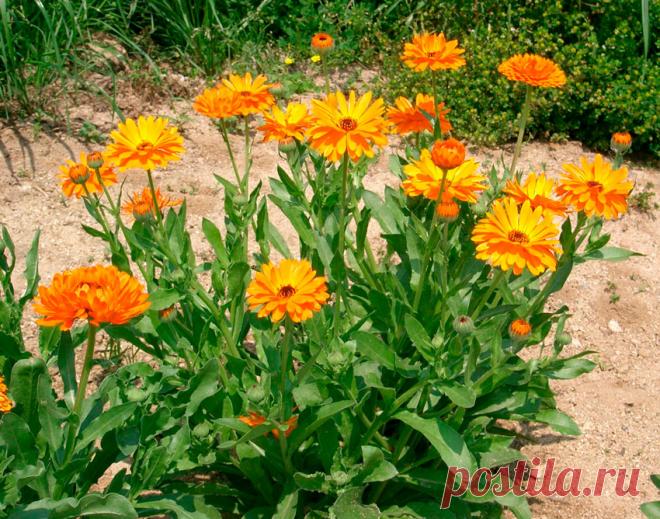 Календула вместо инсектицидов | Энциклопедия домовладельца