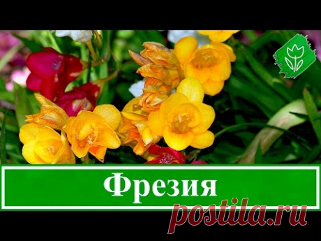 Выращивание фрезии в саду и в домашних условиях
