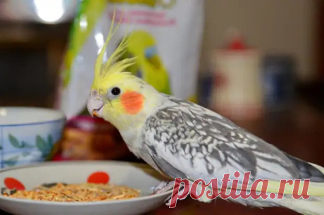 (99+) Успела - ДОСТОЙНАЯ ЖИЗНЬ НА ПЕНСИИ - 22 сентября - 43917455345 - Медиаплатформа МирТесен