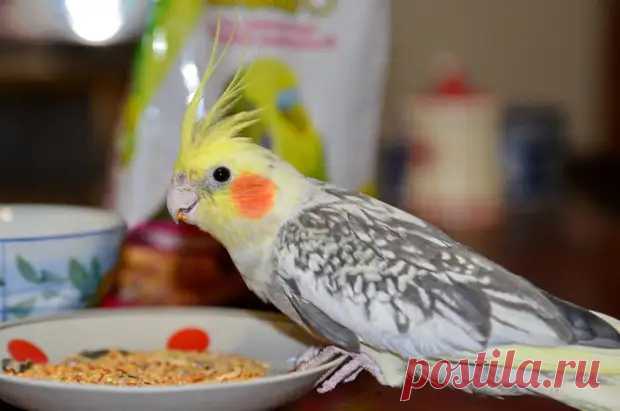 (99+) Успела - ДОСТОЙНАЯ ЖИЗНЬ НА ПЕНСИИ - 22 сентября - 43917455345 - Медиаплатформа МирТесен