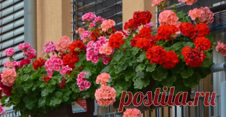 Чем полить герань для пышного цветения
Герань совершенно неприхотлива, при правильном уходе цветет практически без перерыва. Также герань абсолютно без проблем размножается.