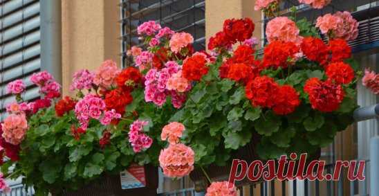 Чем полить герань для пышного цветения
Герань совершенно неприхотлива, при правильном уходе цветет практически без перерыва. Также герань абсолютно без проблем размножается.