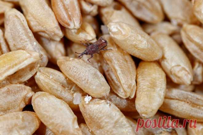 Жучки в крупе и муке больше не заводятся: способы от них избавиться Насекомые в продуктах не только не приятно, но и опасно