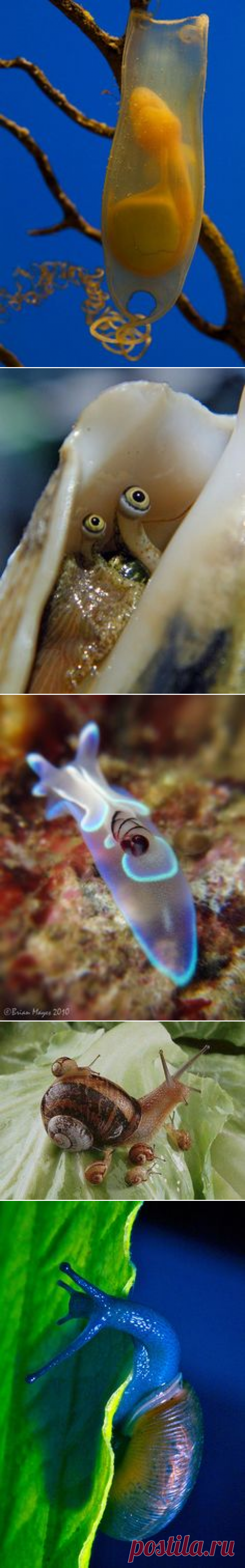 (204) snail in its snail egg | faune