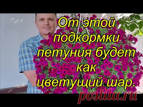 Самая простая подкормка для ампельной петунии.