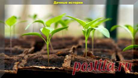 Инструкция по выращиванию рассады перца: новичкам тезисно о главном | Дачные истории | Дзен