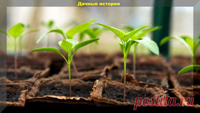 Инструкция по выращиванию рассады перца: новичкам тезисно о главном | Дачные истории | Дзен