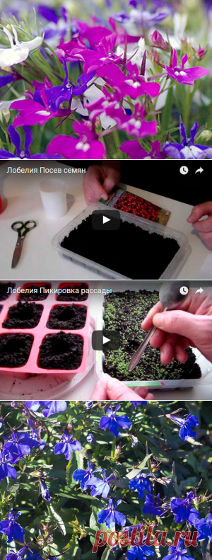 Цветок лобелия – выращивание из семян; лобелия – посадка и уход, ампельная лобелия