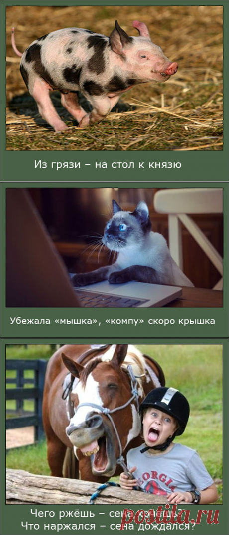 Приглашаю улыбнуться этим демотиваторам 
Судя по вашей реакции на прошлую публикацию, о подготовленных мною мотиваторах и демотиваторах, вам пришлась по душе моя проба пера в этом направлении. Писать юмористические фразы — это мой жизненный выбор. Но, юмор на конкретных картинках — это для меня немного непривычно. Хотя, если говорить откровенно, мне начинает нравится сам процесс создания демотиваторов. Приглашаю вас посмотреть мою работу и улыбнуться вместе со мной.