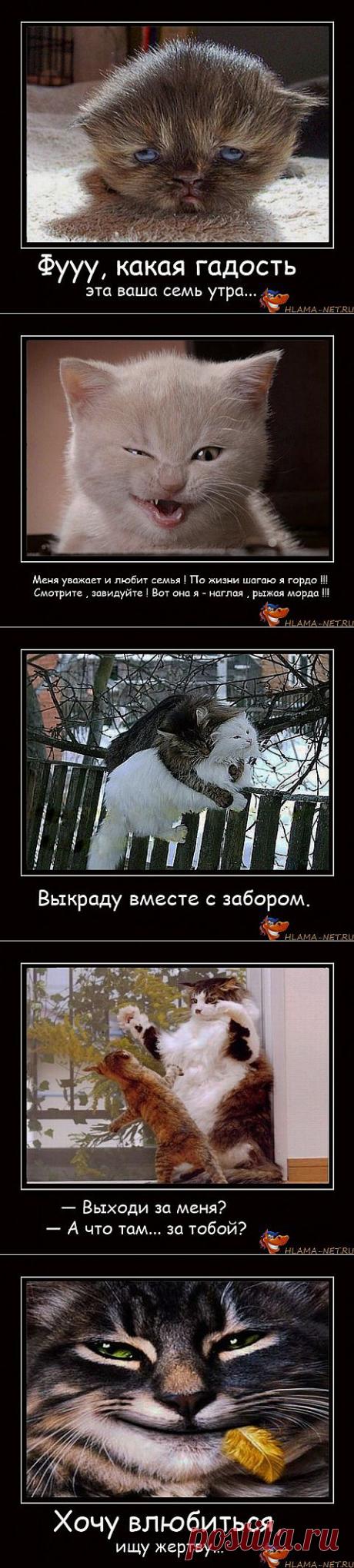 Ваша киска хочет, чтобы вы улыбнулись! Котодемки. | Позитив в картинках и не только