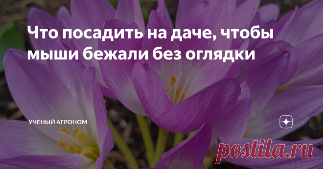 Что посадить на даче, чтобы мыши бежали без оглядки   Не каждый садовод станет использовать яды в борьбе с грызунами, особенно если в саду бывают дети и домашние животные. Поэтому один из гуманных и безопасных методов избавления от мышей – посадить растения, которые их отпугивают. Бузина. Подойдет черная, травянистая и красная. Она имеет запах, непереносимый для мышей, и его часто высаживают в садах для их отпугивания. Кроме того, этот кустарник красиво цветет, и он еще и ...