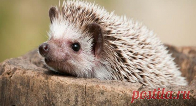 5 экзотических домашних животных маленького размера для детей — хвост и шерсть