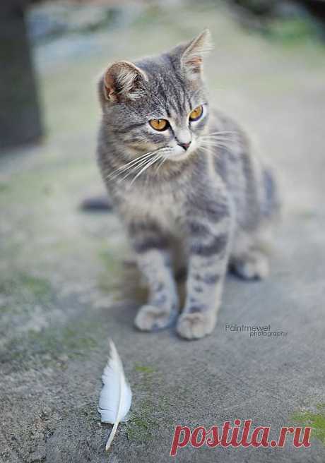 feather