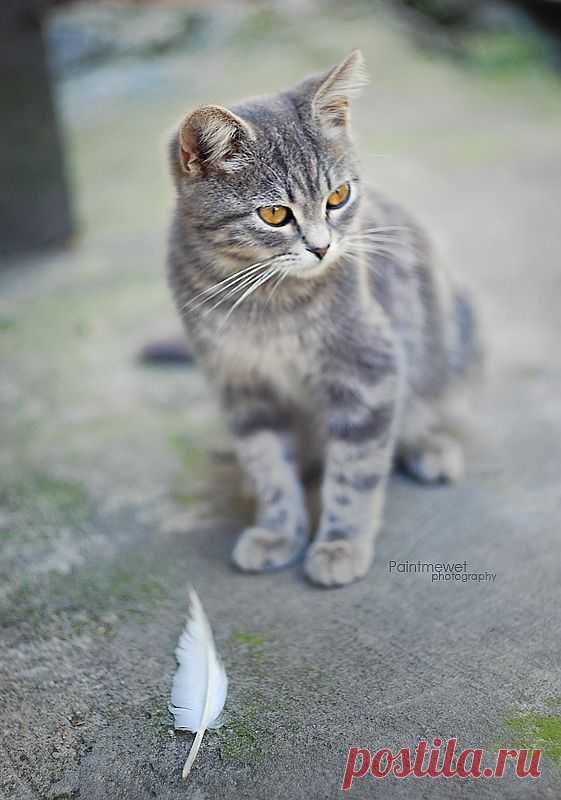 feather