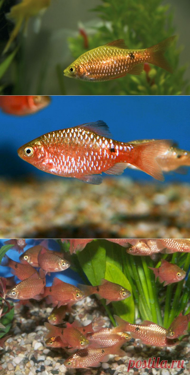 Огненный барбус (Barbus conchonius) содержание, кормление, разведение