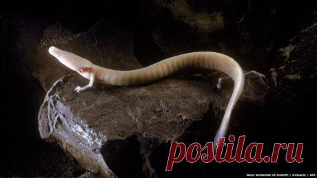 Very strange creatures of our planet - Science and Life