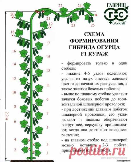 Растения для сада. Продажа. СПб.
