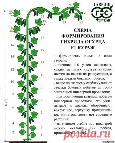 Растения для сада. Продажа. СПб.
