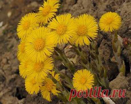 Целебные средства на основе мать-и-мачехи