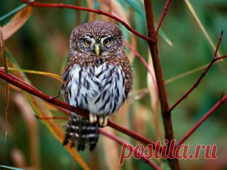 Совотека .Еще в период античности люди считали сову священной птицей, которая причастна к волшебству. Загадочным и магическим казалась ее способность видеть ночью. Затем она стала изображаться как атрибут богини мудрости Афины — сидящей у ее ног или на руке. Эту связь подчеркивал Гомер в «Одиссее»