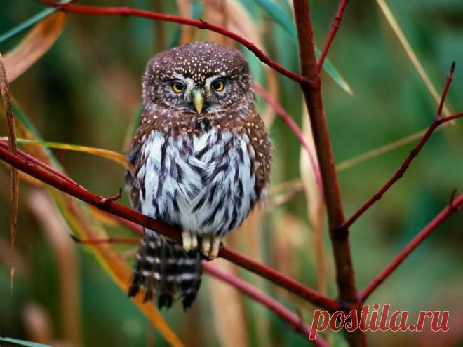 Совотека .Еще в период античности люди считали сову священной птицей, которая причастна к волшебству. Загадочным и магическим казалась ее способность видеть ночью. Затем она стала изображаться как атрибут богини мудрости Афины — сидящей у ее ног или на руке. Эту связь подчеркивал Гомер в «Одиссее»