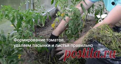 Рассада томатов, которую мы высадили месяц назад, уже успела подрасти. Теперь пришло время формирования кустов. Зачем нужна эта процедура, как проводить ее правильно в условиях теплицы?
