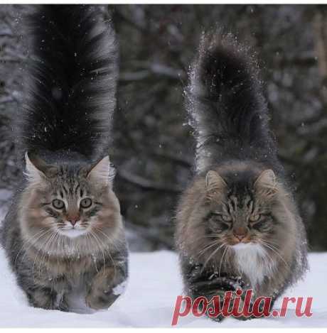 Жили были Два кота - 
Восемь лапок, Два хвоста
image (403×411)