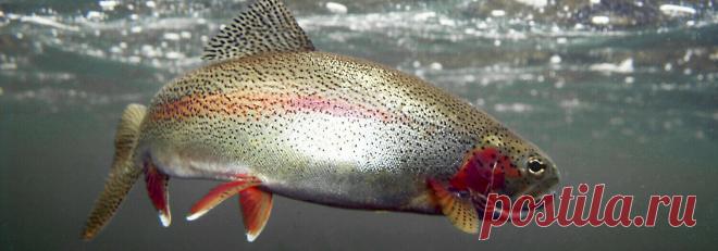 Продажа икряной форели в Челябинске, Еткуле, УрФО