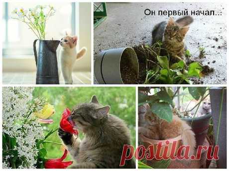 Интерьер для кота и кот в интерьере - 8 правил кошачьего декора для дома