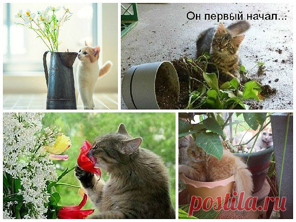 Интерьер для кота и кот в интерьере - 8 правил кошачьего декора для дома