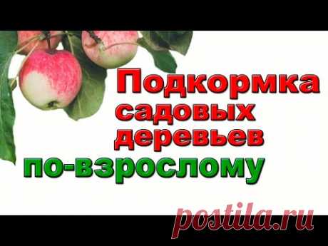 ЛУЧШИЙ СПОСОБ ПОДКОРМКИ ВЗРОСЛЫХ САДОВЫХ ДЕРЕВЬЕВ