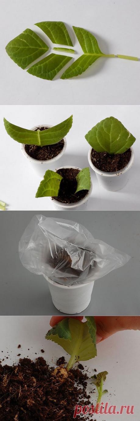 Размножение глоксиний (фрагментами лиса и листовыми черенками).