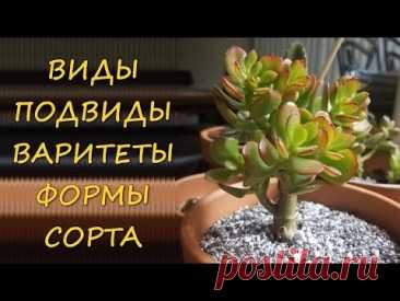ДЕНЕЖНОЕ ДЕРЕВО. ВИДЫ. ПОДВИДЫ. СОРТА. ВАРИТЕТЫ. ФОРМЫ. МНОГООБРАЗИЕ.