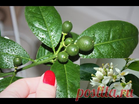 Как вырастить апельсин в домашних условиях - плодоношение - YouTube