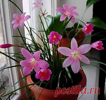 Зефирантес — комнатный цветок. Посадка, уход и размножение семенами | Дача - впрок
