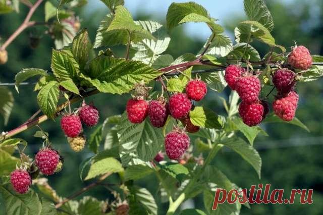 Выбор удобрения для подкормки малины весной: что используют опытные садоводы