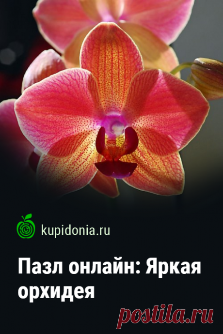 Пазл онлайн: Яркая орхидея. Яркий красивый пазл онлайн с розовой орхидеей. Собери пазл на сайте!