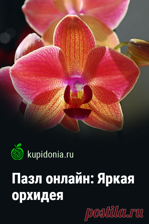Пазл онлайн: Яркая орхидея. Яркий красивый пазл онлайн с розовой орхидеей. Собери пазл на сайте!