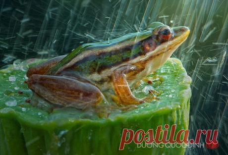 Природные снимки макромира Дуонг Куок Дин (Duong Quoc Dinh) — Фотоискусство