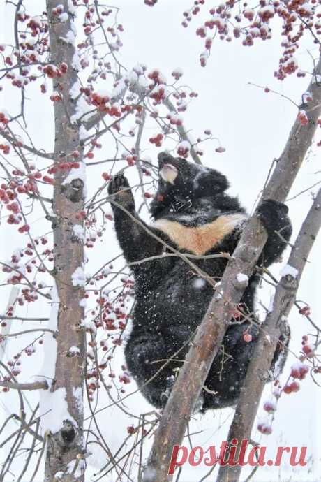 Мишка косолапый / cute bear – Google+