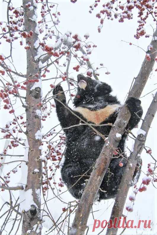 Мишка косолапый / cute bear – Google+