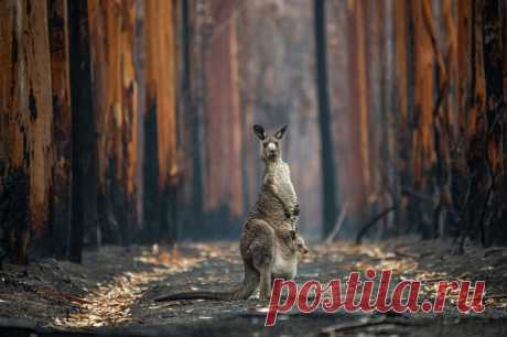 (+1) Конкурс Wildlife Photographer of the Year 2021