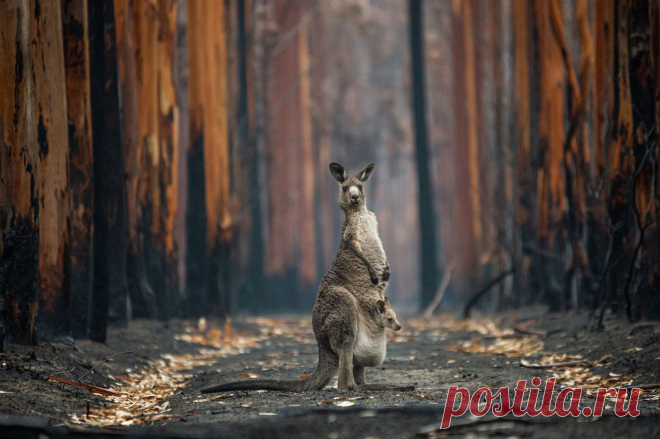 (+1) Конкурс Wildlife Photographer of the Year 2021
