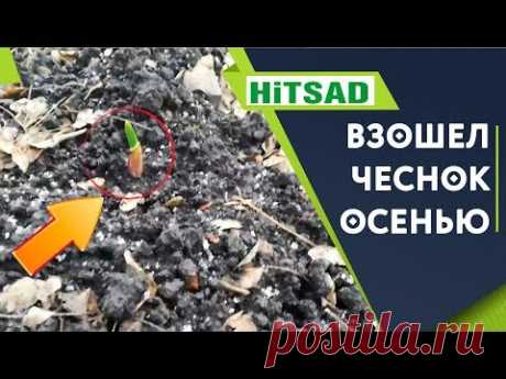 Что делать если озимый чеснок взошёл осенью ✔️ Начал прорастать озимый чеснок что делать ✔️