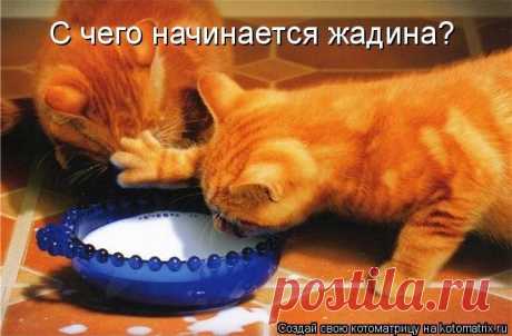 &quot;Жадина&quot;- начало (котоматрица) | Обхохочешься